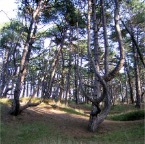 pinewooods